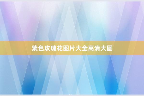 紫色玫瑰花图片大全高清大图